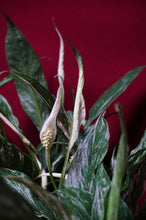 Load image into Gallery viewer, Variegated Peace Lily Spathiphyllum Domino 4" Pot