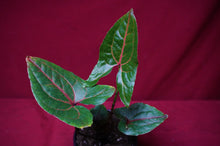 Load image into Gallery viewer, Cyrtosperma Johnstonii 4" Pot