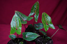 Load image into Gallery viewer, Cyrtosperma Johnstonii 4" Pot