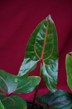 Load image into Gallery viewer, Cyrtosperma Johnstonii 4" Pot