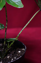 Load image into Gallery viewer, Cyrtosperma Johnstonii 4" Pot