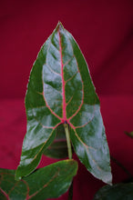 Load image into Gallery viewer, Cyrtosperma Johnstonii 4" Pot
