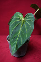 Load image into Gallery viewer, Anthurium Magnificum "A" Exact Plant 6" Pot