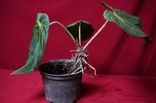 Load image into Gallery viewer, Anthurium Magnificum "A" Exact Plant 6" Pot