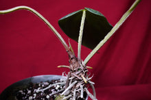 Load image into Gallery viewer, Anthurium Magnificum "A" Exact Plant 6" Pot