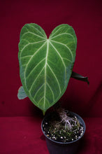 Load image into Gallery viewer, Anthurium Magnificum "B" Exact Plant 6" Pot