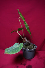 Load image into Gallery viewer, Anthurium Magnificum "B" Exact Plant 6" Pot