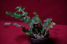 Load image into Gallery viewer, Drynaria Species New Guinea Mini