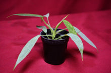 Load image into Gallery viewer, Philodendron Golden Dragon 2" Pot