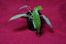 Load image into Gallery viewer, Philodendron Golden Dragon 2" Pot