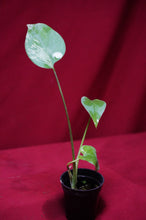 Load image into Gallery viewer, Monstera Bulbasaur Exact Plant #2 2" Pot