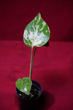 Load image into Gallery viewer, Monstera Bulbasaur Exact Plant #3 2" Pot