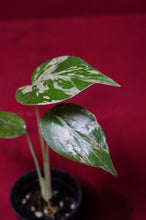 Load image into Gallery viewer, Monstera Bulbasaur Exact Plant #3 2" Pot