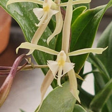 Load image into Gallery viewer, Epidendrum Sunbelt's Gossamer Star NBS