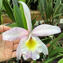 Load image into Gallery viewer, B. Nodosa X Rlc. Donna Kimura NBS
