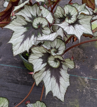 Load image into Gallery viewer, SOAK's Silver Panther Begonia
