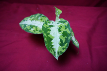 Load image into Gallery viewer, Aglaonema Pictum Tricolor Silver Stripe