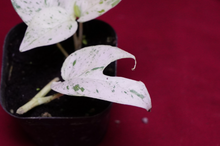 Load image into Gallery viewer, Epipremnum Pinnatum Marble Variegated