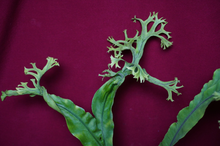 Load image into Gallery viewer, Microsorum Crested Dragon Whisker Large
