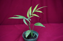 Load image into Gallery viewer, Monstera Subpinnata