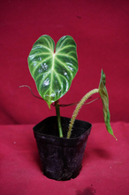 Load image into Gallery viewer, Philodendron Verrucosum Glow 2" Pot
