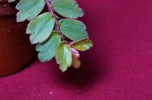 Load image into Gallery viewer, Begonia Foliosa