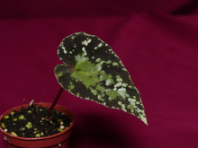 Load image into Gallery viewer, Begonia U642 Curtisii 2" Pot