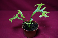 Load image into Gallery viewer, Microsorum Crested Dragon Whisker Small