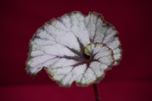 Load image into Gallery viewer, SOAK's Silver Panther Begonia