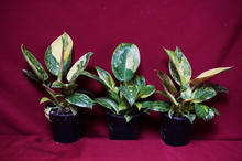 Load image into Gallery viewer, Philodendron Nuclear Green Congo 4" Pot