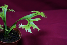 Load image into Gallery viewer, Microsorum Crested Dragon Whisker Small