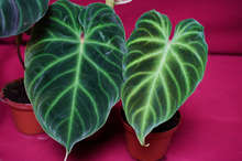Load image into Gallery viewer, Philodendron Verrucosum 2" Pot