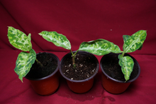 Load image into Gallery viewer, Aglaonema Pictum Tricolor Rare Aroid Camouflage Plant