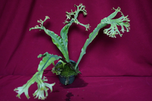 Load image into Gallery viewer, Microsorum Crested Dragon Whisker Large