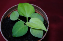 Load image into Gallery viewer, Anthurium Villenaorum Seedling
