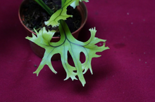 Load image into Gallery viewer, Microsorum Crested Dragon Whisker Small