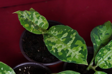 Load image into Gallery viewer, Aglaonema Pictum Tricolor Rare Aroid Camouflage Plant