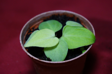 Load image into Gallery viewer, Anthurium Villenaorum Seedling