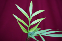 Load image into Gallery viewer, Monstera Subpinnata