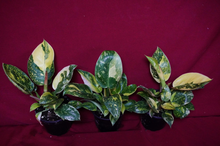 Load image into Gallery viewer, Philodendron Nuclear Green Congo 4" Pot