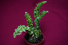 Load image into Gallery viewer, Nephrolepis Mini Crested 2" Pot