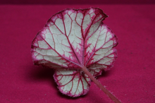 Load image into Gallery viewer, SOAK's Silver Panther Begonia