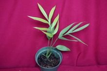 Load image into Gallery viewer, Monstera Subpinnata