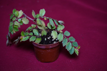 Load image into Gallery viewer, Begonia Foliosa