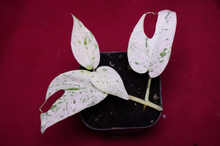 Load image into Gallery viewer, Epipremnum Pinnatum Marble Variegated