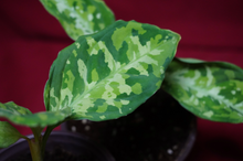 Load image into Gallery viewer, Aglaonema Pictum Tricolor Rare Aroid Camouflage Plant