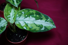 Load image into Gallery viewer, Aglaonema Pictum Tricolor Silver Stripe