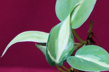 Load image into Gallery viewer, Philodendron Cream Splash 2" Pot