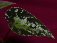 Load image into Gallery viewer, Begonia U642 Curtisii 2" Pot