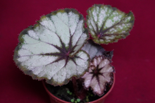 Load image into Gallery viewer, SOAK's Silver Panther Begonia